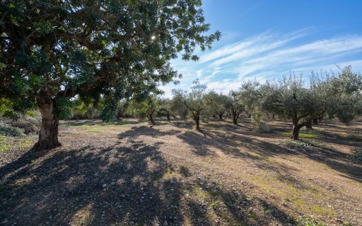 Flat land with irrigation water (796)