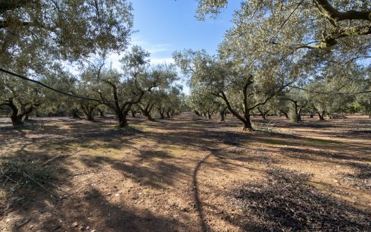 Flat land with irrigation water (796)