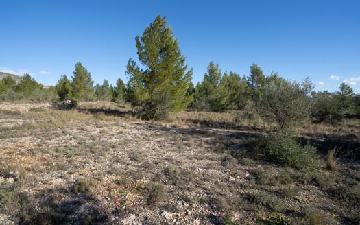 Gran ruïna per a reconstruir (810)