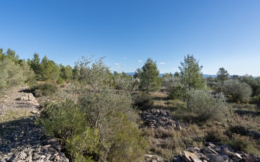 Gran ruïna per a reconstruir (810)