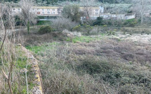 Vegetable patch near the village (805)