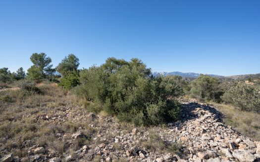 Finca sense cultiu (819)