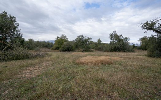 6 hectares near Tortosa (822)
