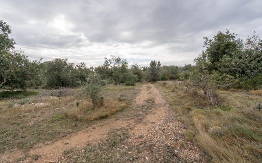 6 hectares near Tortosa (822)