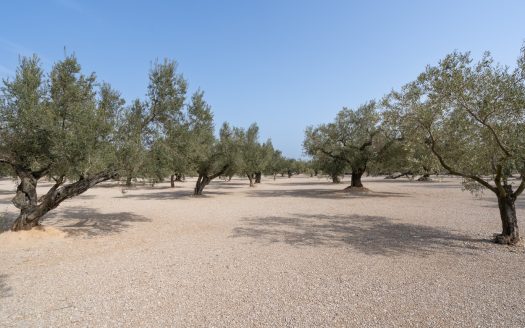 Well-tended plot of land (826)
