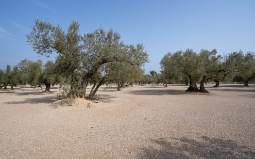 Well-tended plot of land (826)