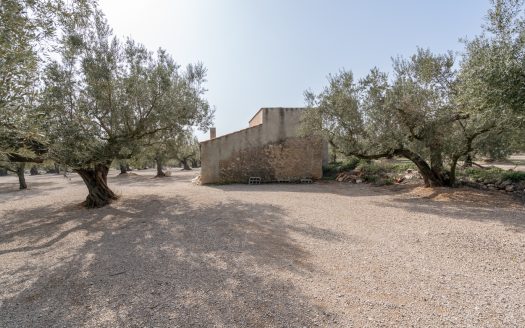Well-tended plot of land (826)