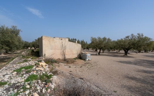 Well-tended plot of land (826)