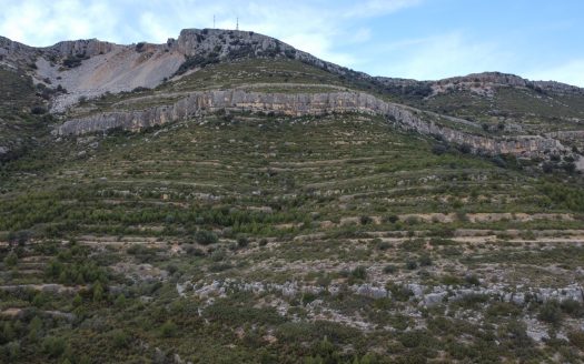 6 hectàrees de pins, oliveres i malesa (849)