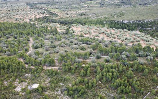 6 hectàrees de pins, oliveres i malesa (849)