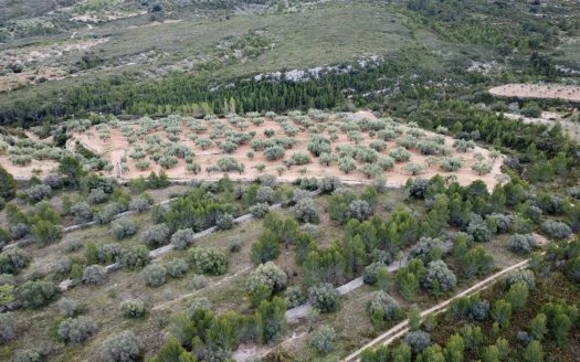 6 hectàrees de pins, oliveres i malesa (849)