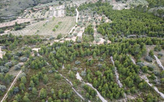 6 hectàrees de pins, oliveres i malesa (849)
