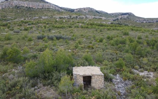 6 hectàrees de pins, oliveres i malesa (849)