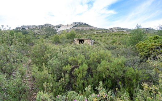 6 hectàrees de pins, oliveres i malesa (849)