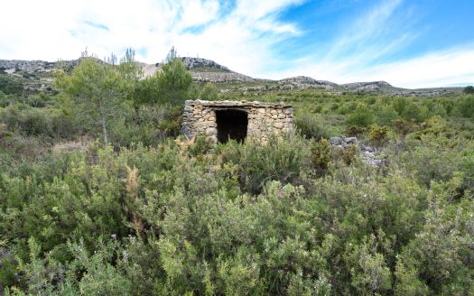 6 hectàrees de pins, oliveres i malesa (849)