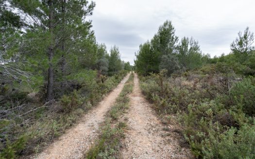 6 hectàrees de pins, oliveres i malesa (849)