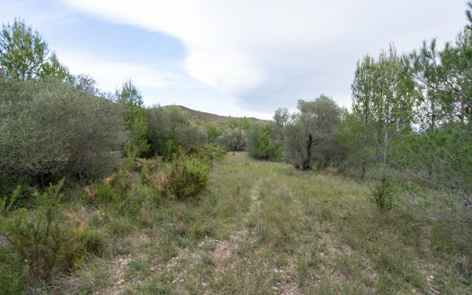 6 hectàrees de pins, oliveres i malesa (849)