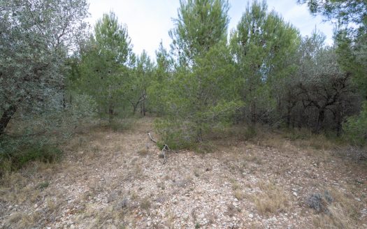 6 hectàrees de pins, oliveres i malesa (849)