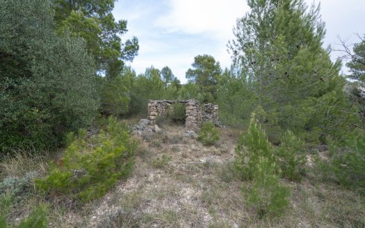 6 hectàrees de pins, oliveres i malesa (849)