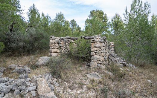 6 hectàrees de pins, oliveres i malesa (849)