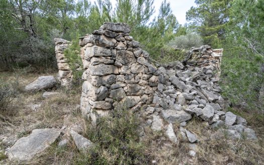 6 hectàrees de pins, oliveres i malesa (849)
