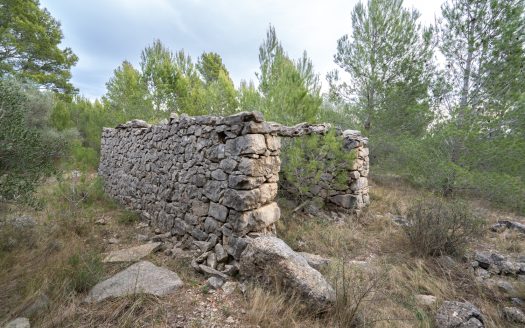 6 hectàrees de pins, oliveres i malesa (849)