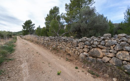 6 hectàrees de pins, oliveres i malesa (849)