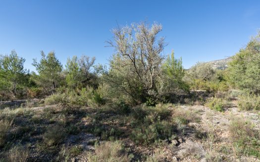 A rocky and abandoned land (850)