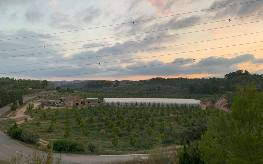 Walnut crop and greenhouse (856)