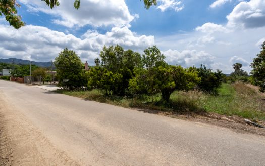 Orange trees orchard (876)