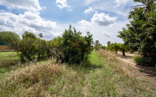 Orange trees orchard (876)