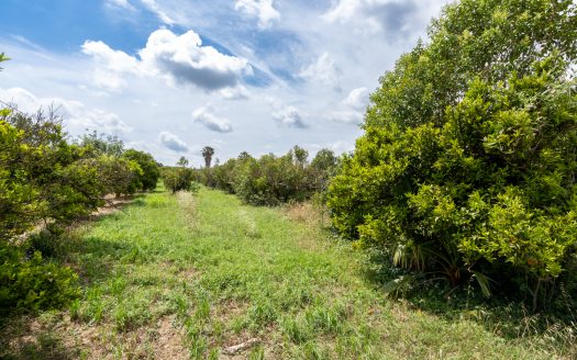 Orange trees orchard (876)