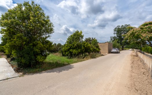 Orange trees orchard (876)