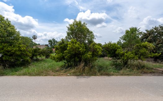 Orange trees orchard (876)