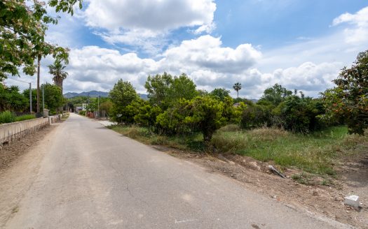 Orange trees orchard (876)