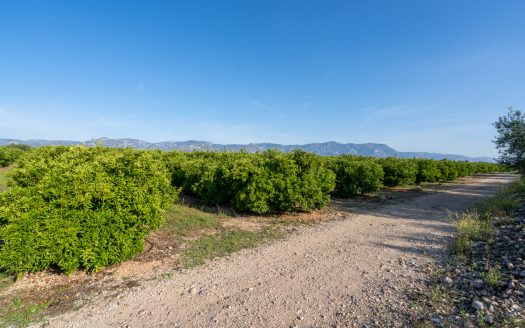 A big amount of tangerines (883)