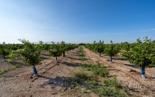 Midsize tangerine plot of land (884)