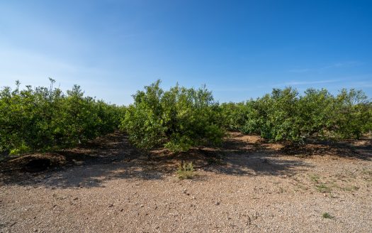 Midsize tangerine plot of land (884)