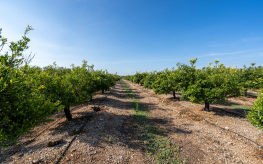 Midsize tangerine plot of land (884)