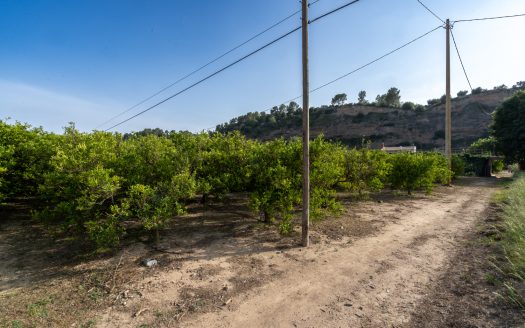 Ecologic oranges in business (896)
