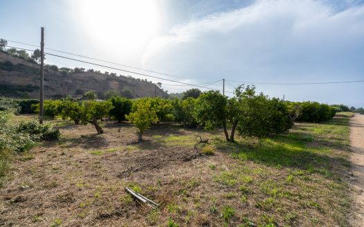 Ecologic oranges in business (896)