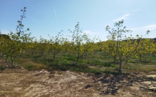 Almond and walnut trees property (888)