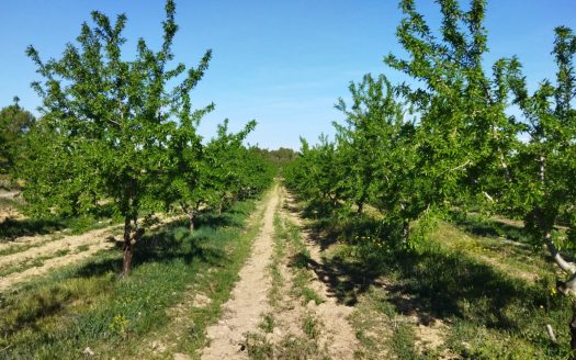 Almond and walnut trees property (888)