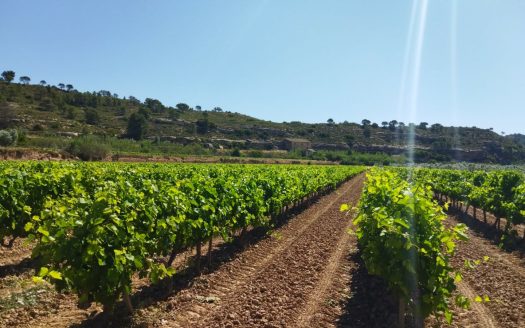 Vinya amb una masia per a reformar (890)
