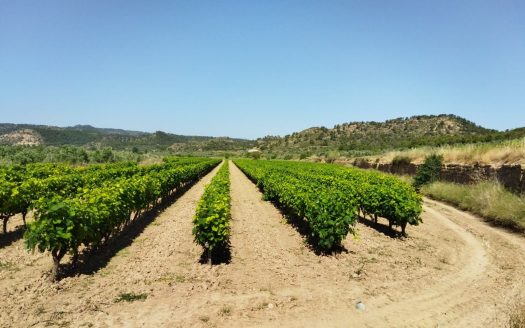 Vinya amb una masia per a reformar (890)