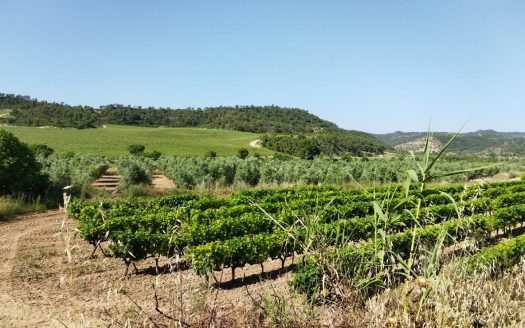 Vinya amb una masia per a reformar (890)