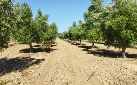 Vinya amb una masia per a reformar (890)