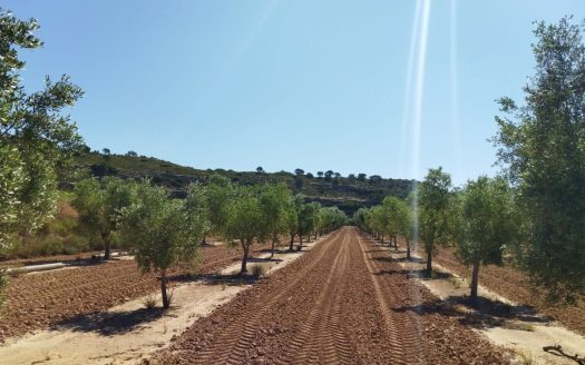 Vinya amb una masia per a reformar (890)