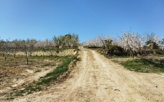 Almond and walnut trees property (888)