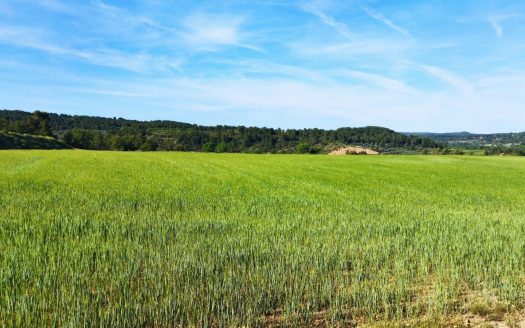 Huge land with a farmhouse to restore (887)